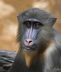 Mandrill