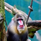 Mandrill