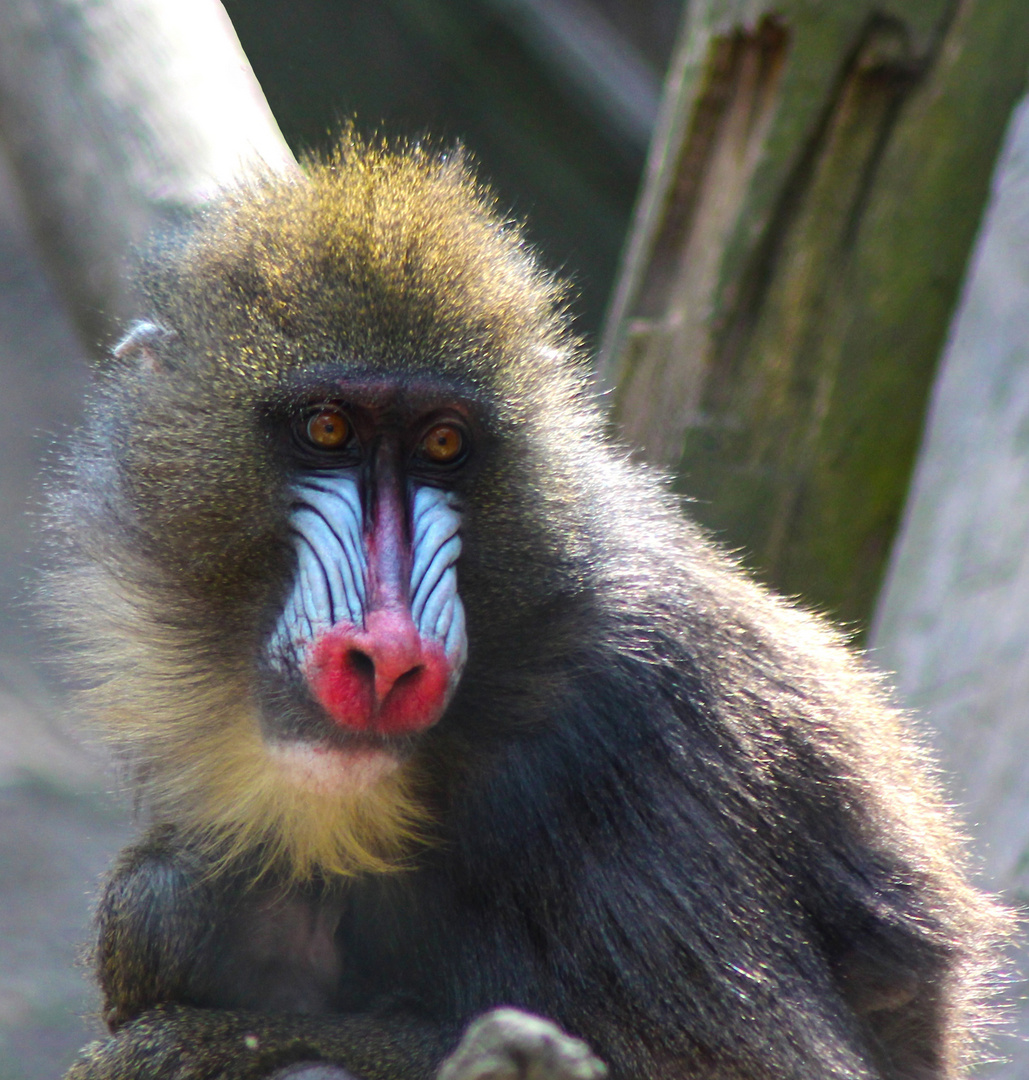 Mandrill