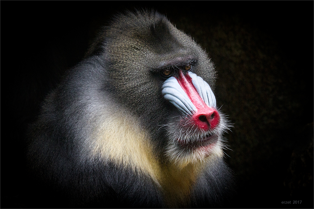 Mandrill