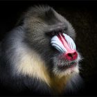 Mandrill