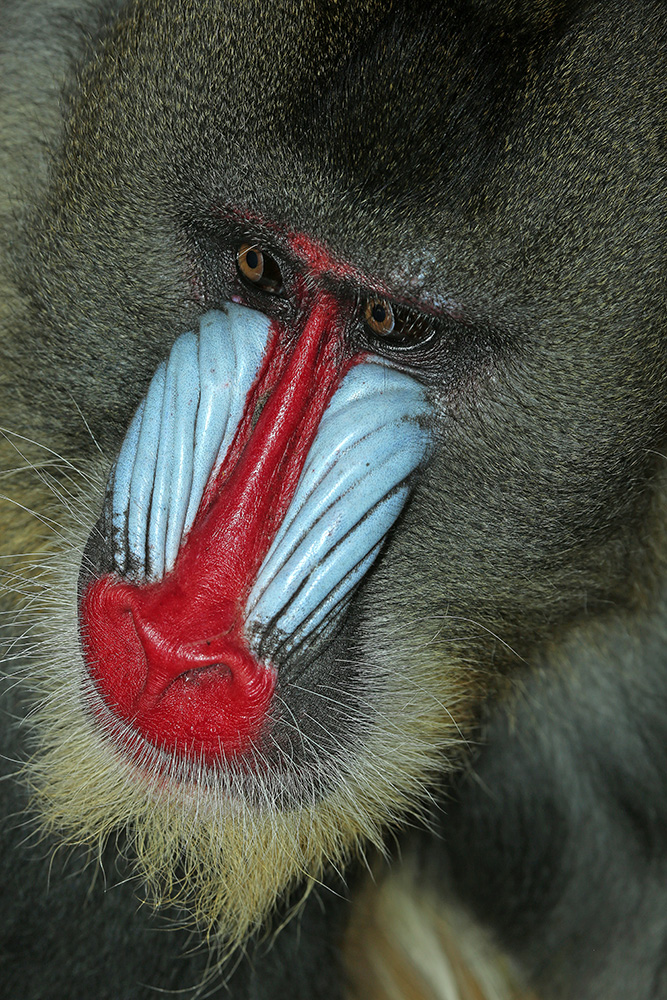 Mandrill (c)