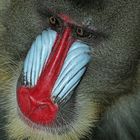 Mandrill (c)