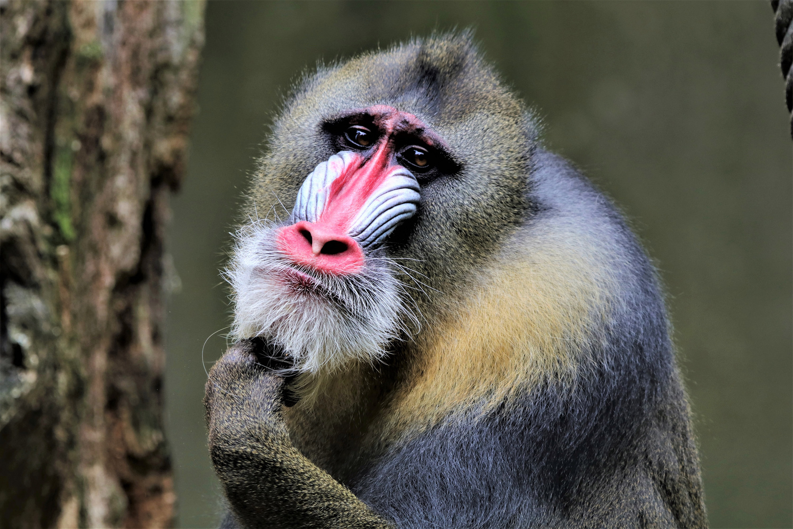 Mandrill Foto Bild fotos natur affen Bilder auf fotocommunity