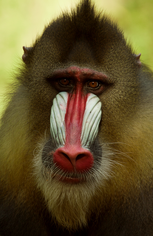 Mandrill