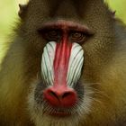 Mandrill