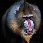 ... Mandrill ...