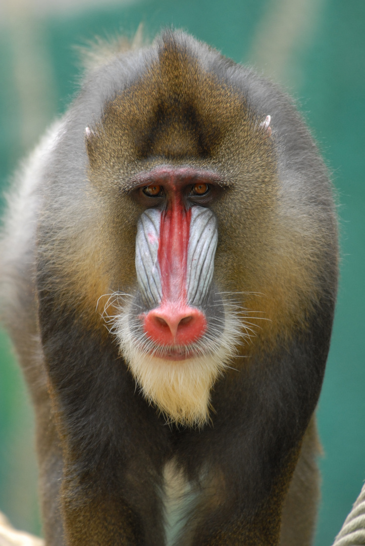 Mandrill