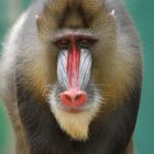 Mandrill