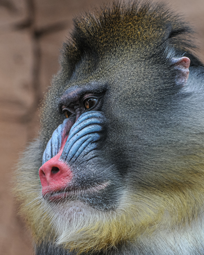 Mandrill