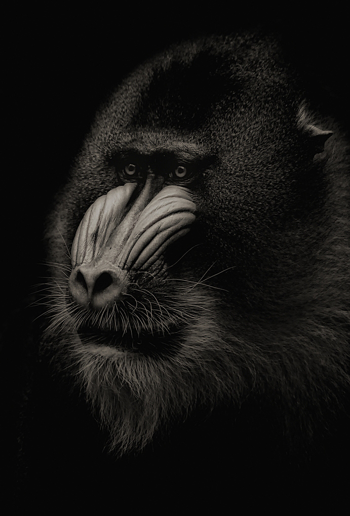 Mandrill