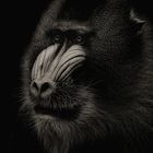 Mandrill