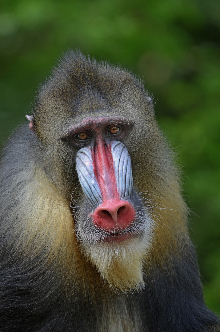 Mandrill