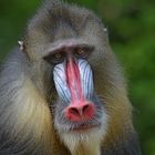 Mandrill