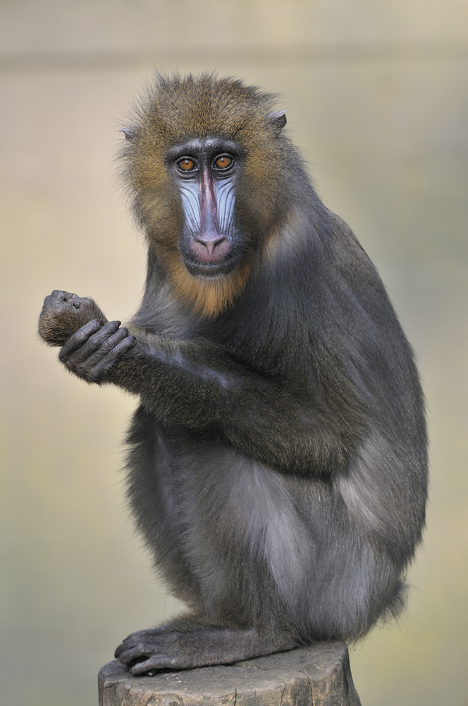 Mandrill