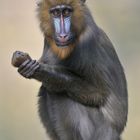 Mandrill