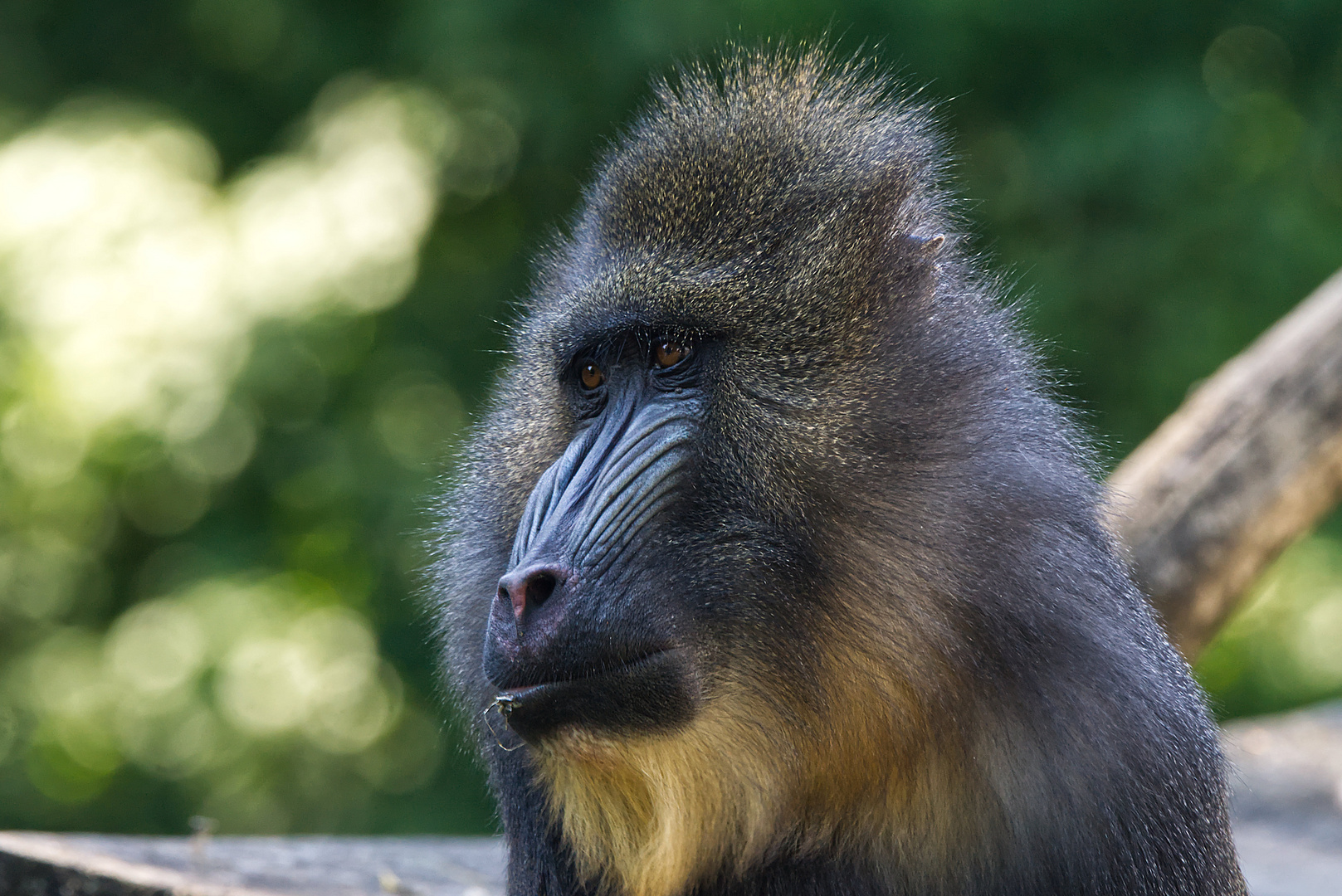 Mandrill