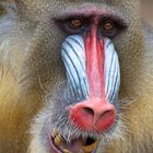 Mandrill