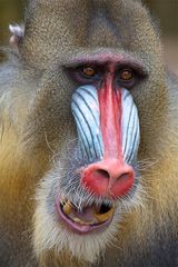 Mandrill