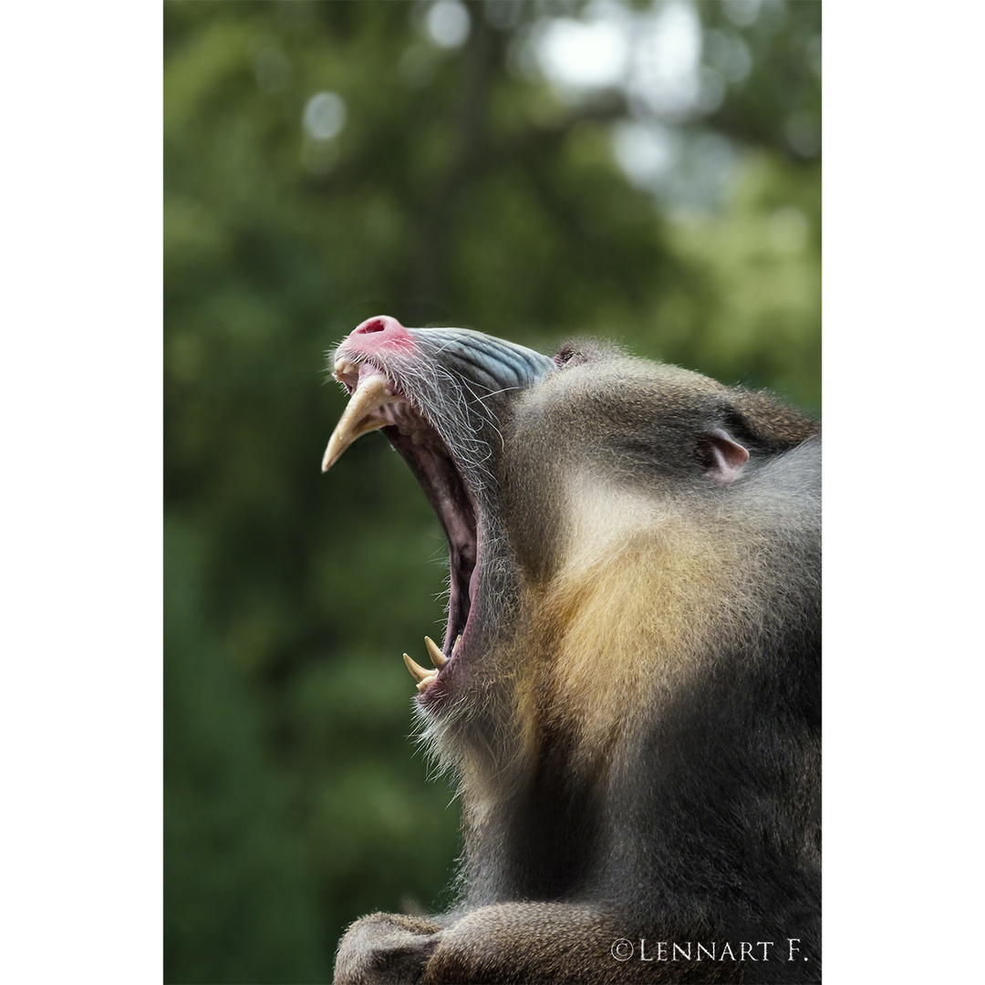 Mandrill