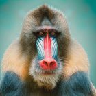 Mandrill