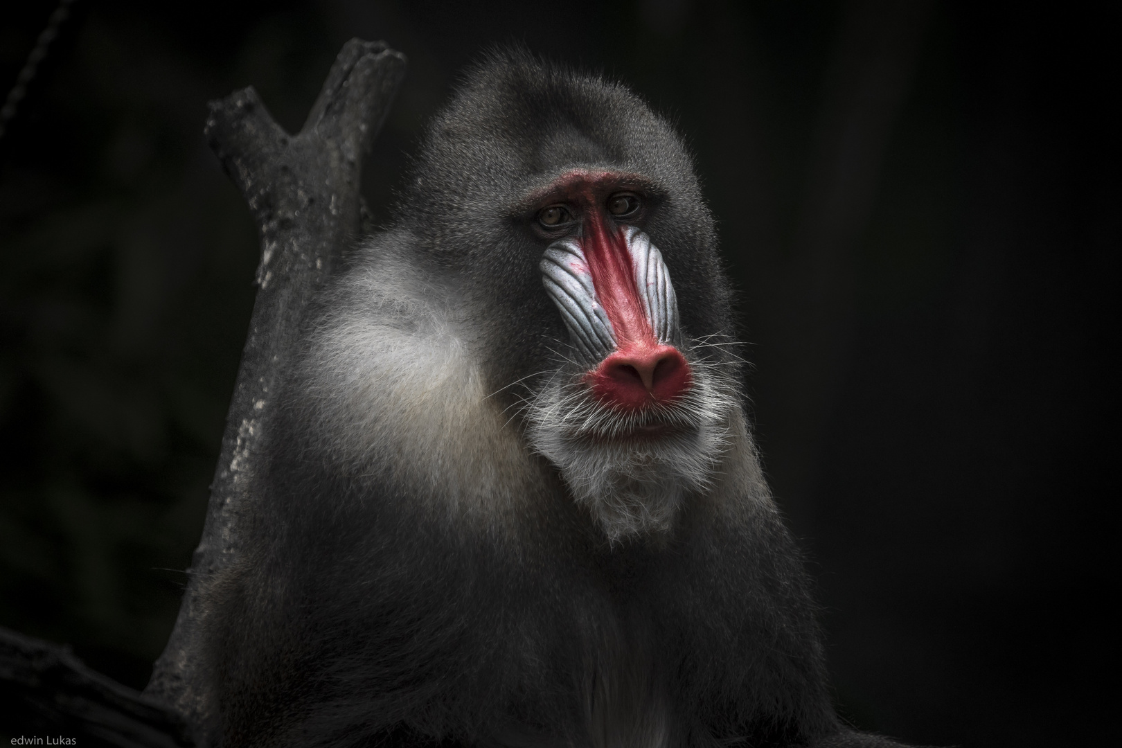 Mandrill