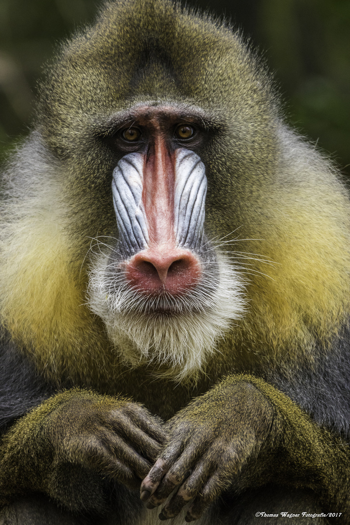 Mandrill