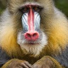 Mandrill