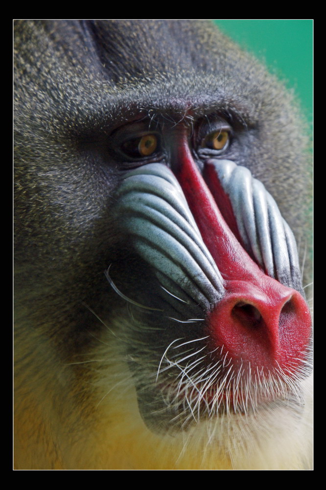 "Mandrill Chef"