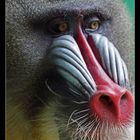 "Mandrill Chef"