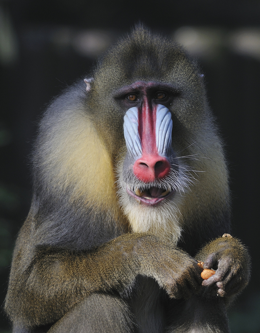 Mandrill-Chef Ernst