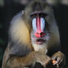 Mandrill-Chef Ernst