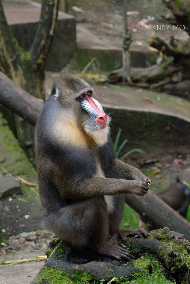 Mandrill Chef Ernst