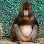 Mandrill