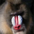 Mandrill