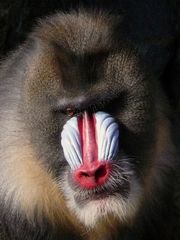 Mandrill