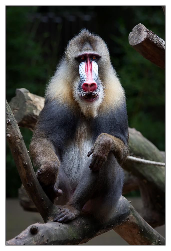 Mandrill