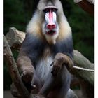 Mandrill