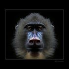 Mandrill