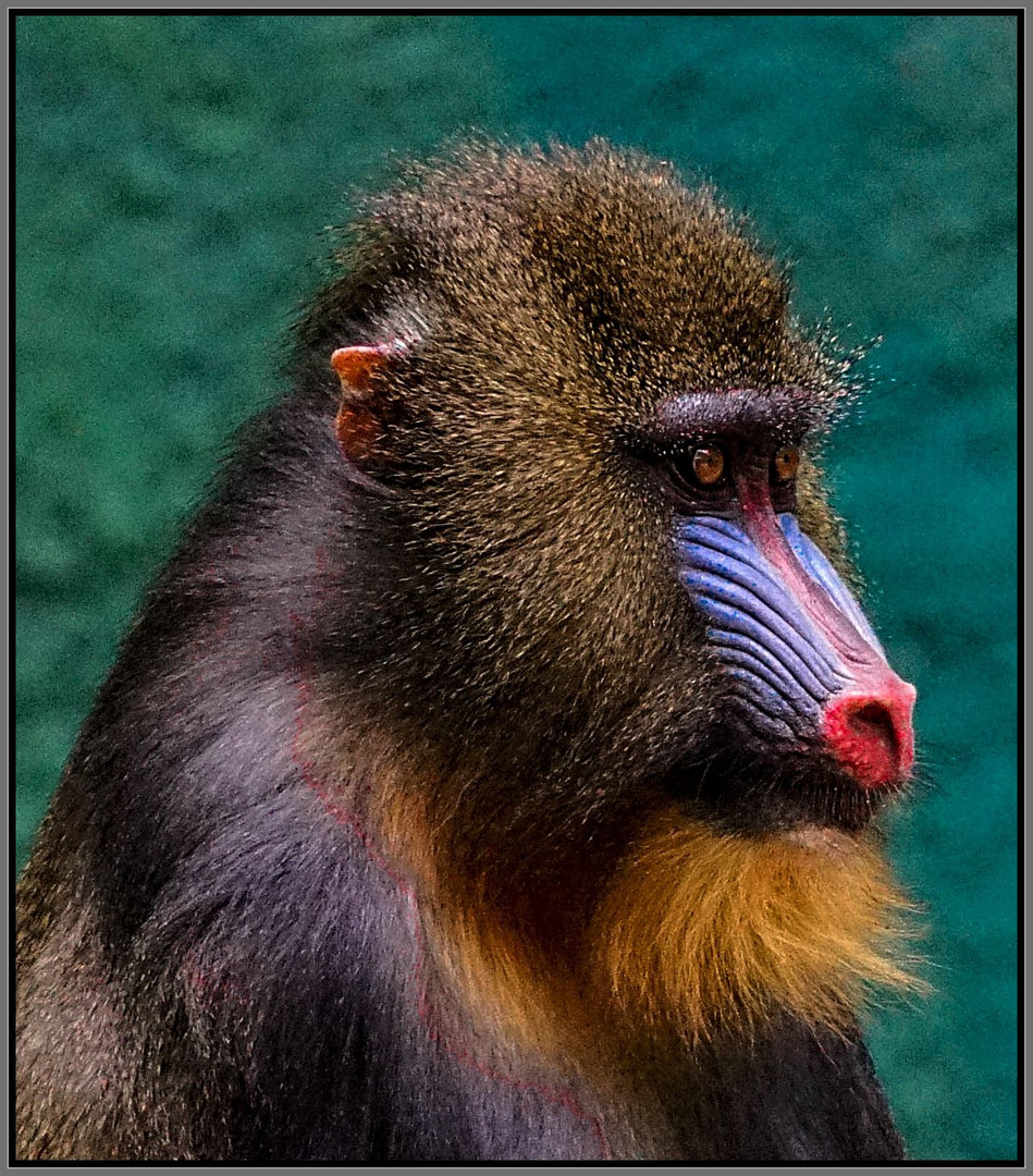 Mandrill