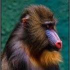 Mandrill