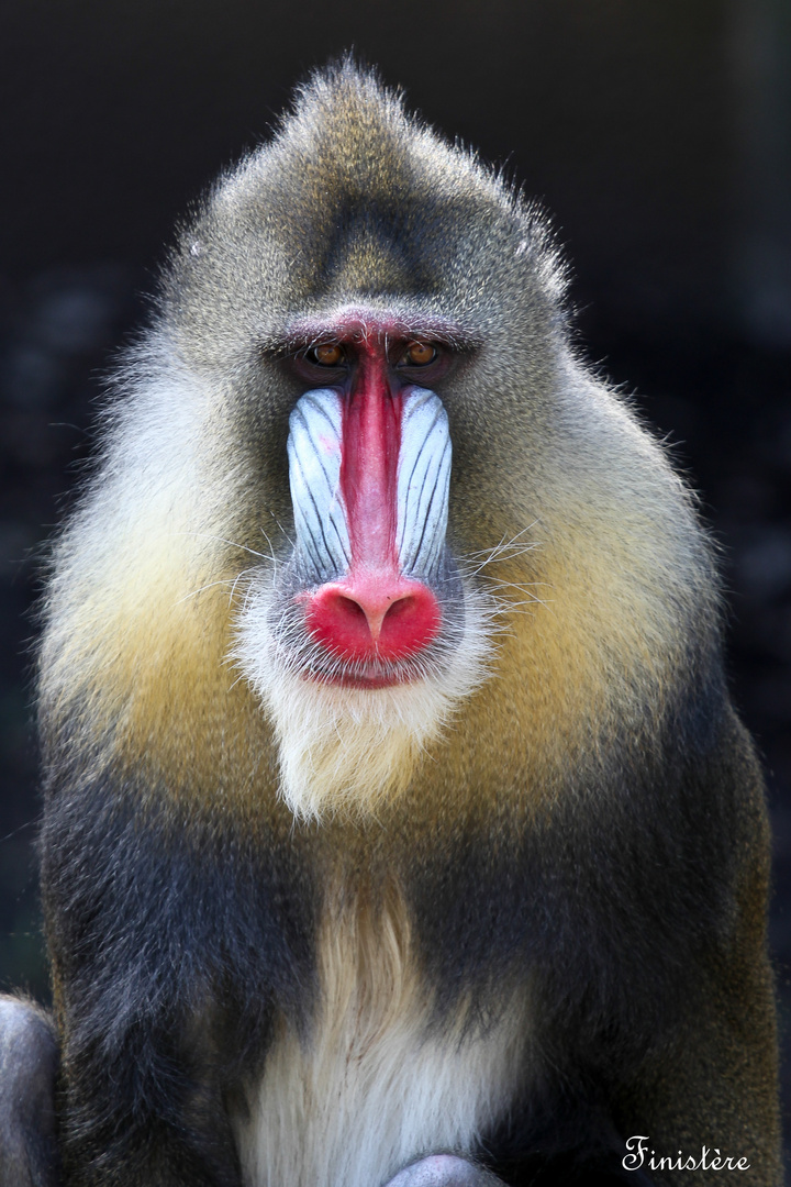 Mandrill