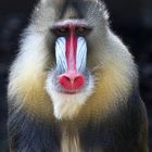 Mandrill