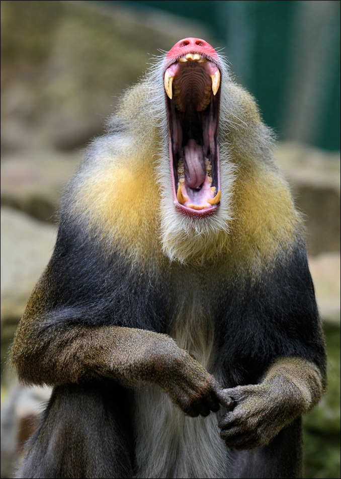 Mandrill