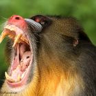 Mandrill