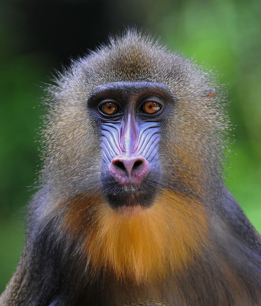 Mandrill