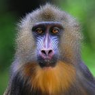 Mandrill