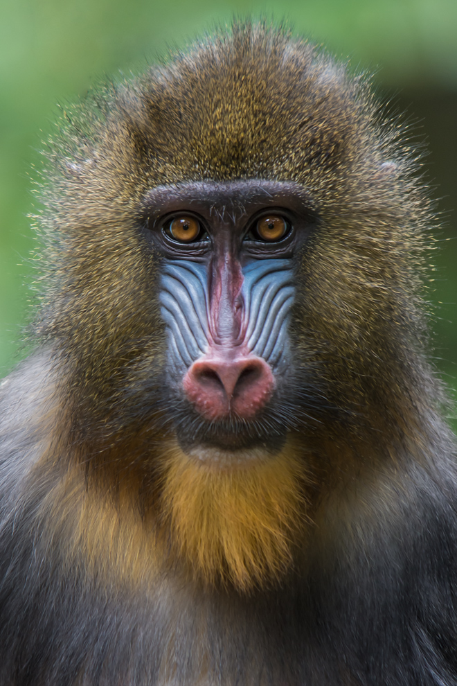 Mandrill Dame