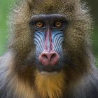 Mandrill Dame