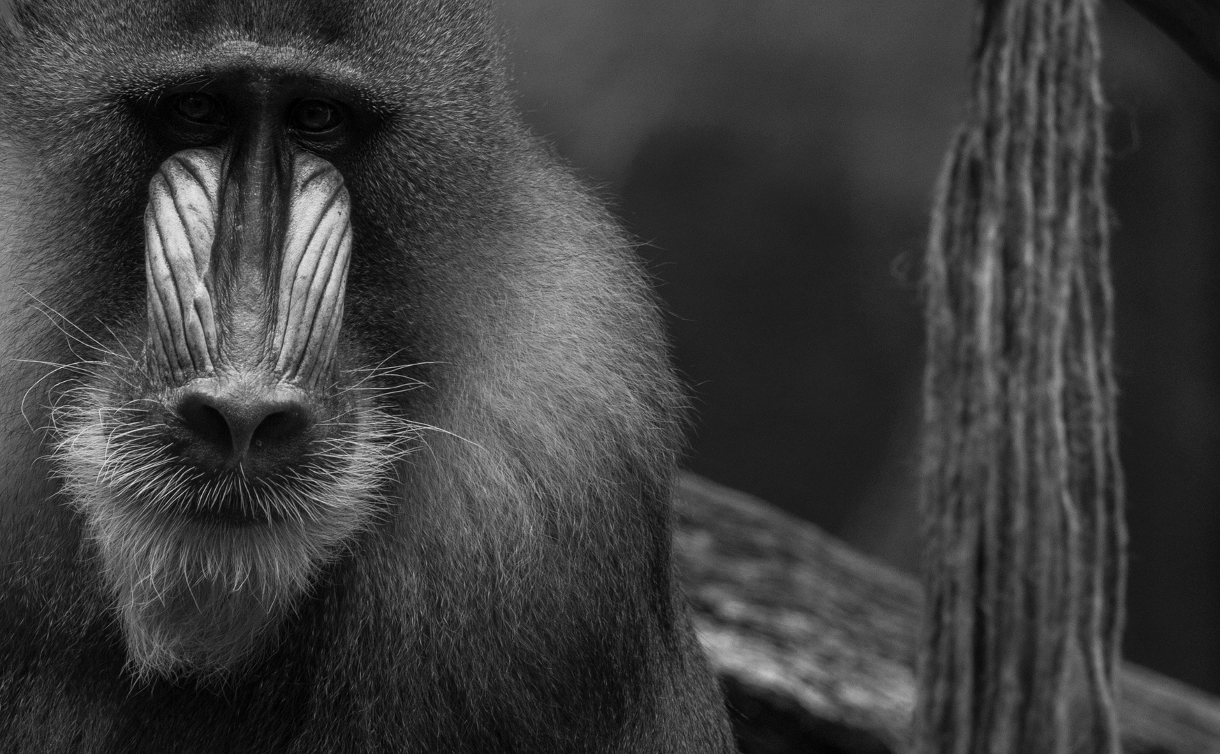 Mandrill